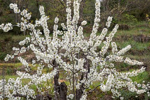 A tree with white flowers, cherry blossoms photo