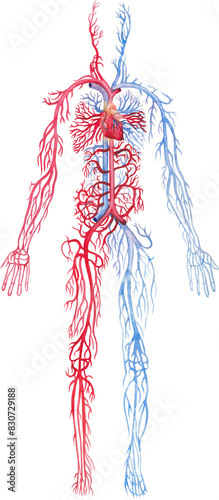 Illustration showing human circulatory system with red arteries and blue veins