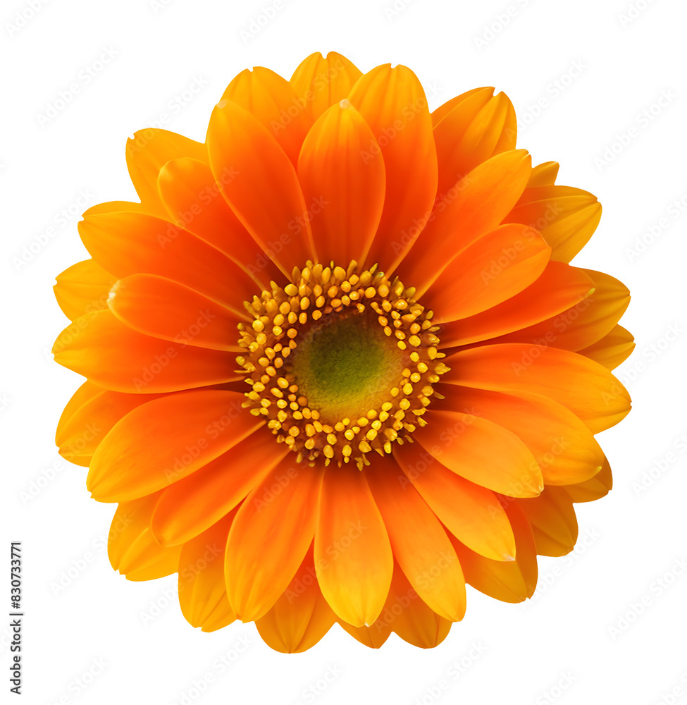yellow flower isolated on transparent background, extracted, png file yellow flower isolated on transparent background, extracted, png file