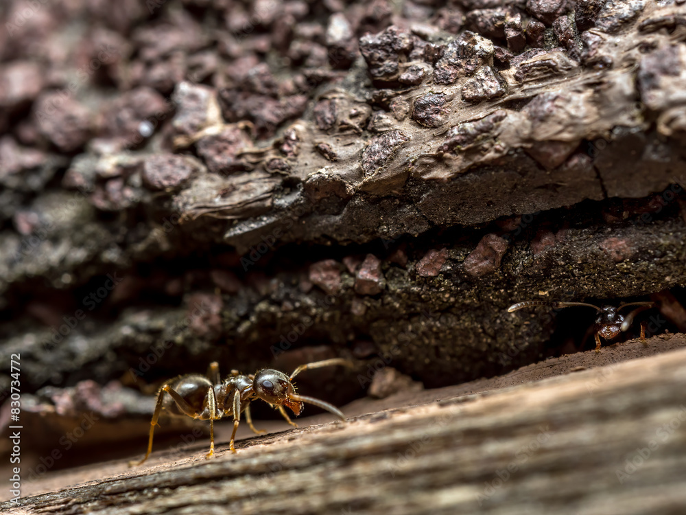 Obraz premium Brown ant going up the wooden surface