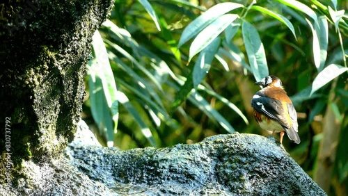 Chestnut-backed thrush (Geokichla dohertyi) photo