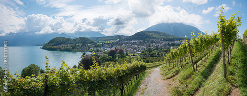 hiking route through the vineyard Spiez with view to tourist resort and lake Thunersee, switzerland