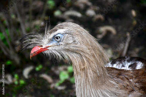 Portrait de Cariama huppé photo