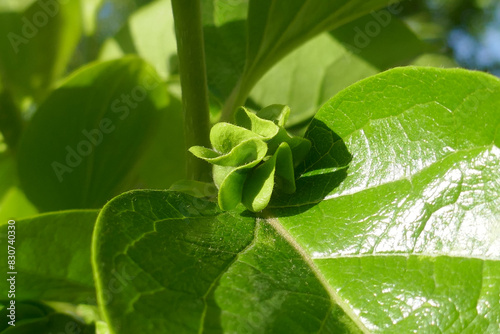 Detail of a branch of a persimmon tree , bud are seen among the abundant new leaves of spring