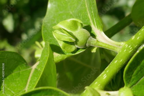 Detail of a branch of a persimmon tree , bud are seen among the abundant new leaves of spring