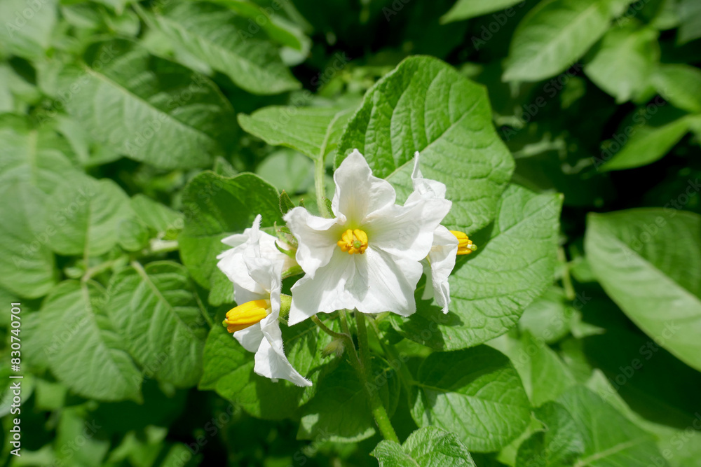 White flowers of blooming potato plants in the garden. Selective focus.. White flowers of blooming potato plants in the garden. Selective focus..