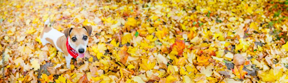 Adorable dog autumn portrait. Top view from above. Fall park covered with yellow orange leaves. Happy smiling pet walking outside wearing red scarf accessory. Long horizontal banner