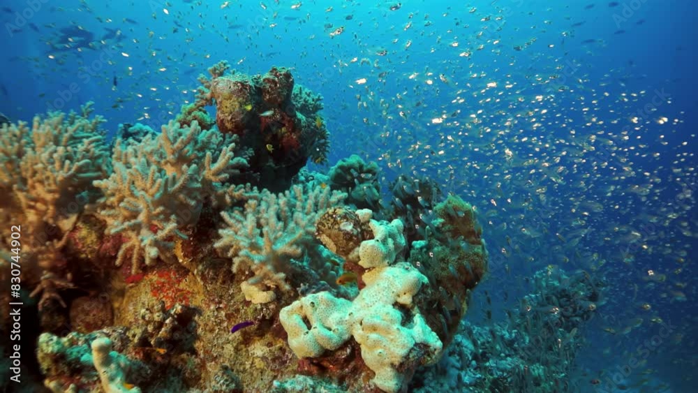 A coral reef with a large number of fish swimming around it. The reef is teeming with life and the fish are swimming in various directions A coral reef with a large number of fish swimming around it. The reef is teeming with life and the fish are swimming in various directions