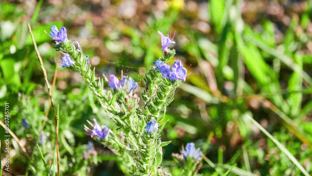Echium vulgare — known as viper's bugloss and blueweed — is flowering plant in borage family Boraginaceae. Echium vulgare — known as viper's bugloss and blueweed — is flowering plant in borage family Boraginaceae.