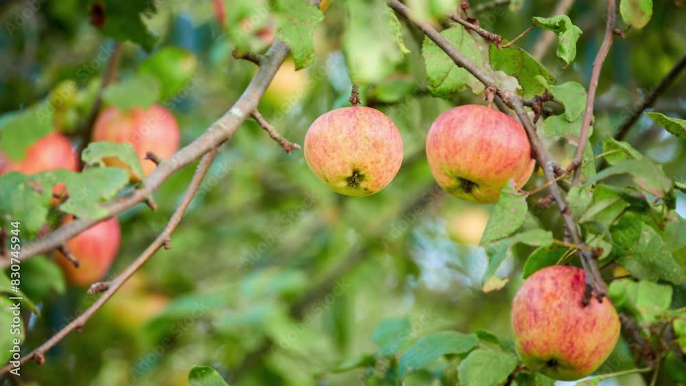 Malus sylvestris, European crab apple, is genus Malus, native to Europe. Its scientific name means Malus sylvestris, European crab apple, is genus Malus, native to Europe. Its scientific name means