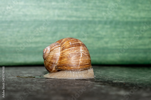 snail on the road