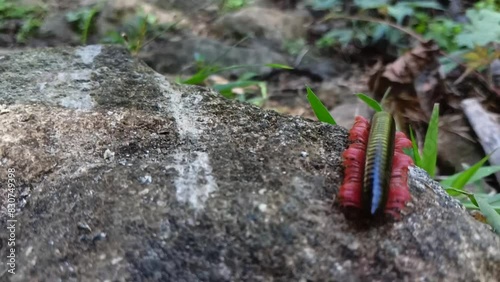 Kluwing forest creeps on the ground_ hd video. Spirostreptus leg details. Trigoniulus corallinus or kluwing (animals with many legs). photo