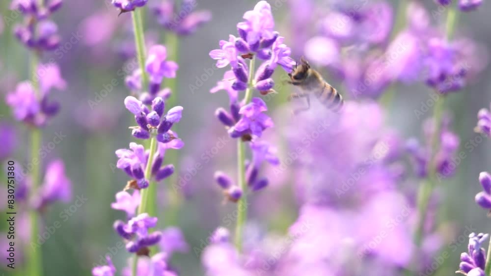 Lavender fields with fragrant purple flowers pollinated by bee at sunset. Lush lavender bushes in endless rows. Organic Lavender Oil Production in Europe. Garden aromatherapy. Slow motion, close up Lavender fields with fragrant purple flowers pollinated by bee at sunset. Lush lavender bushes in endless rows. Organic Lavender Oil Production in Europe. Garden aromatherapy. Slow motion, close up