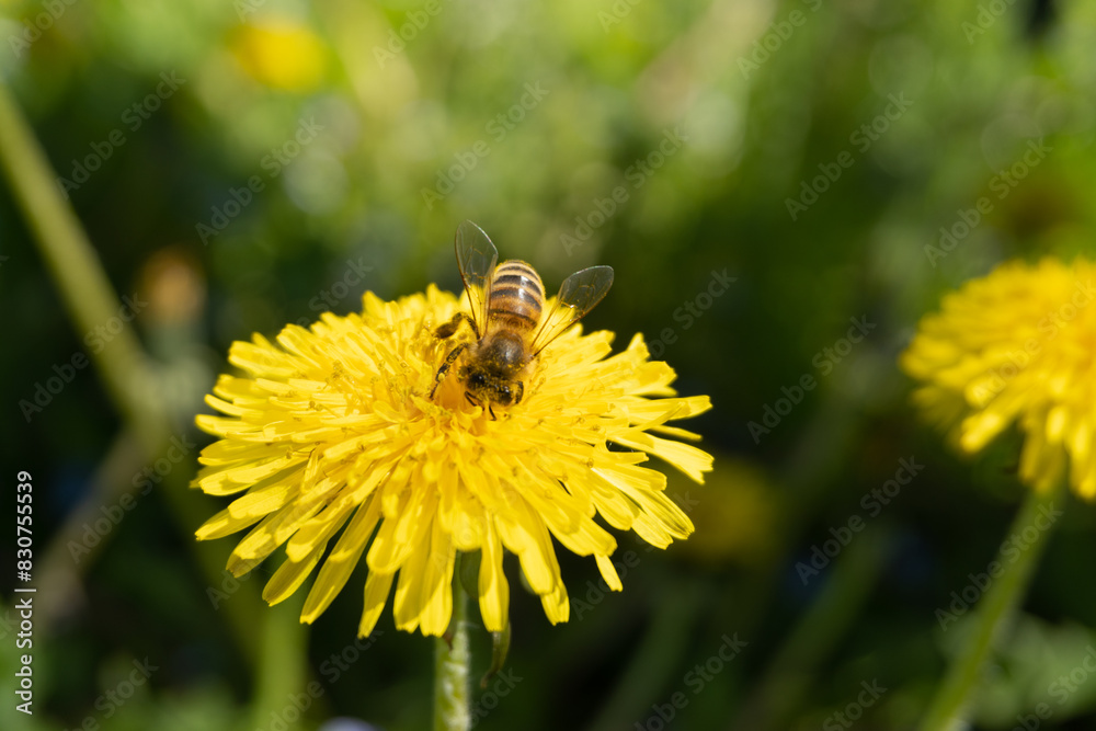 bees pollinates a yellow dandelion against a background of green grass. blooming yellow flower close-up with a bee. summer nature on the field. a bee makes honey on a flower. nectar bee. banner format bees pollinates a yellow dandelion against a background of green grass. blooming yellow flower close-up with a bee. summer nature on the field. a bee makes honey on a flower. nectar bee. banner format