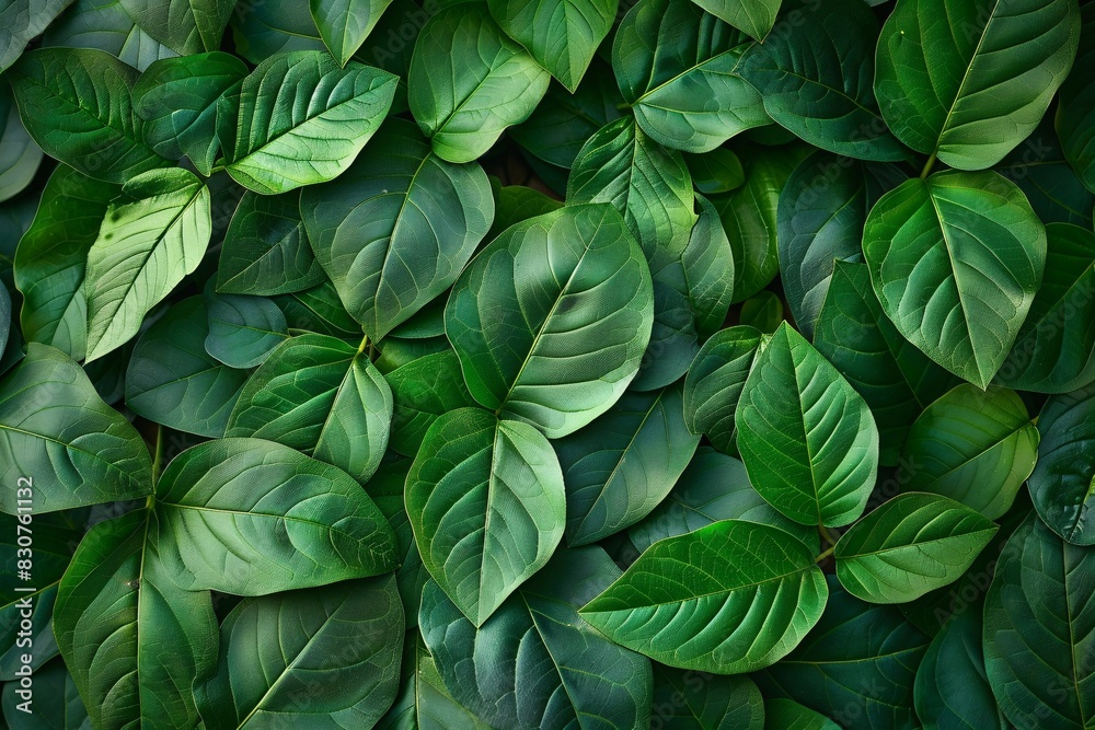 Lush Leaves: The Bounty of Nature's Greenery Lush Leaves: The Bounty of Nature's Greenery