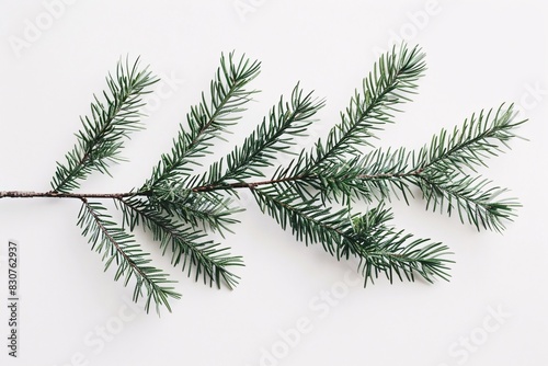 Evergreen Branch with Needles