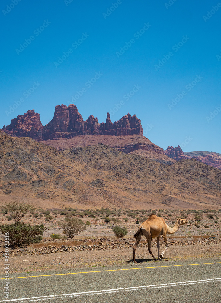 A camel strolls beside a tarmac road, against views of a mountain range in a national park in Tabuk Province, Saudi Arabia. Clear blue sky. Space for text. A camel strolls beside a tarmac road, against views of a mountain range in a national park in Tabuk Province, Saudi Arabia. Clear blue sky. Space for text.