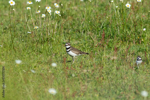 Killdeer with her chick