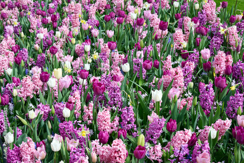 Fototapeta Naklejka Na Ścianę i Meble -  beautiful pink, purple and white mixed flower field of tulips and hyacinths