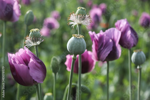 a spring field of Papaver somniferum, commonly known as the opium poppy or breadseed poppy photo