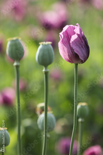 a spring field of Papaver somniferum, commonly known as the opium poppy or breadseed poppy photo