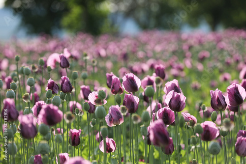 Photography a spring field of Papaver somniferum, commonly known as the opium poppy or bread