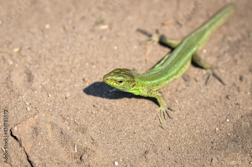 Portrait of a green lizard on the sand