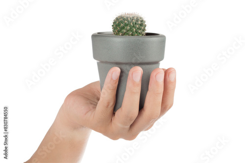 hand raised cactus pots photo
