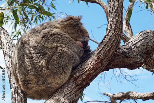 Koala entlang eines Wanderweges auf Megnetic Island - Australien