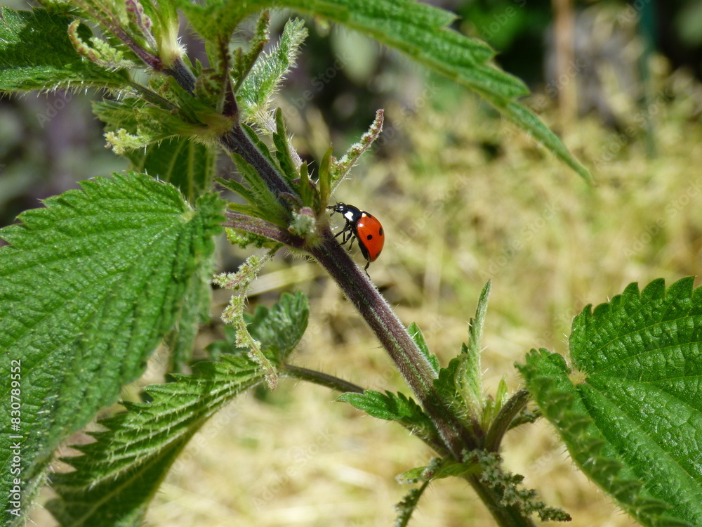 Fototapeta premium Junikäfer auf brennessel