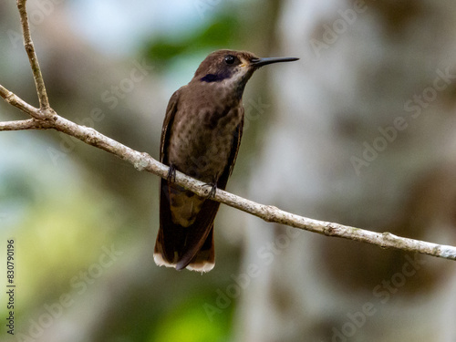 Brown Violetear in Costa Rica photo