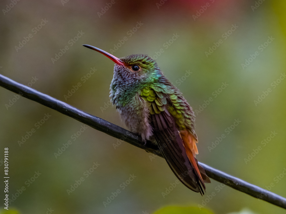 Obraz premium Rufous-tailed Hummingbird in Costa Rica