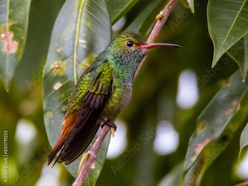 Rufous-tailed Hummingbird in Costa Rica photo