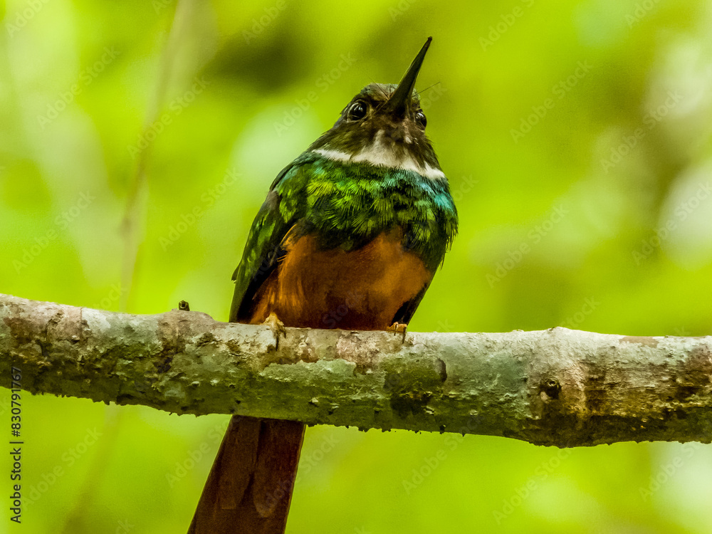 Fototapeta premium Rufous-tailed Jacamar in Costa Rica