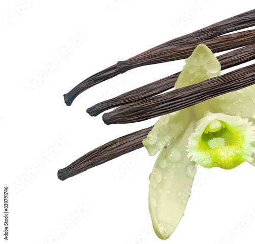 Vanille Bourbon, gousses et fleur sur fond blanc  photo
