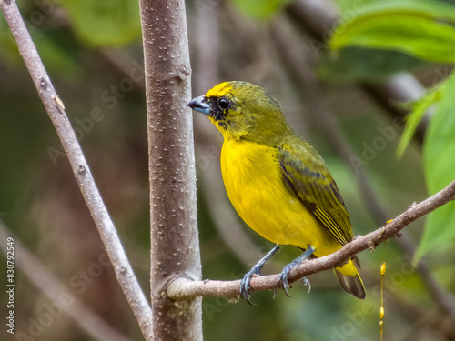 Thick-billed Euphonia in Costa Rica