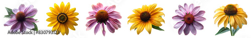 Set of coneflowers different views PNG. Yellow coneflower PNG. Echinacea flower top view PNG. Purple coneflower from daisy family flat lay isolated. Yellow flower during summertime bloom PNG