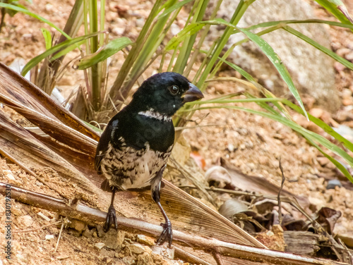 Variable Seedeater in Costa Rica photo