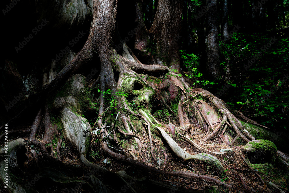 Western redcedar roots in Avatar Grove, Port Renfrew, British Columbia, Canada. Western redcedar roots in Avatar Grove, Port Renfrew, British Columbia, Canada.