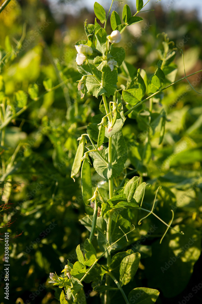 Flowers of pea with pods in the vegetable garden over blurry background.. Flowers of pea with pods in the vegetable garden over blurry background..