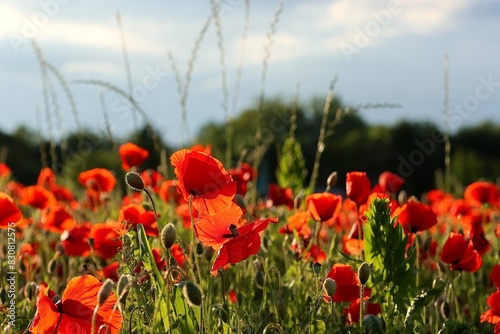 Rotes Mohnblumenfeld auf einer Wiese am Wegesrand an einem sonnigen Sommertag leuchtet rot wie die Liebe photo