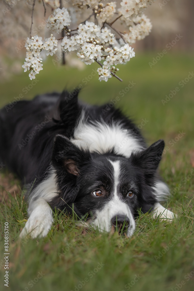 Vertical Portrait of Border Collie Lying Down on the Green Grass. Cute Black and White Dog under White Blossom Tree during Spring. Vertical Portrait of Border Collie Lying Down on the Green Grass. Cute Black and White Dog under White Blossom Tree during Spring.