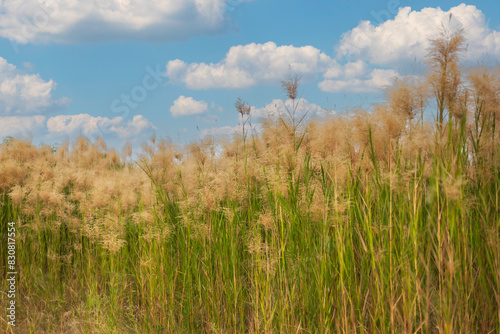 Green field and blue sky with light clouds. Summer spring perfect natural landscape.