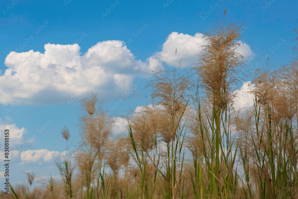 Green field and blue sky with light clouds. Summer spring perfect natural landscape. Green field and blue sky with light clouds. Summer spring perfect natural landscape.