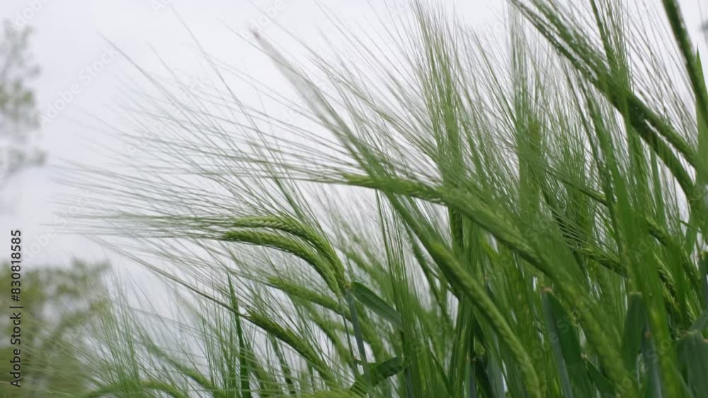 Green wheat field. Agricultural landscape video Green wheat field. Agricultural landscape video