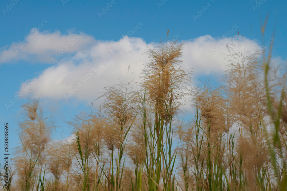 Green field and blue sky with light clouds. Summer spring perfect natural landscape. Green field and blue sky with light clouds. Summer spring perfect natural landscape.