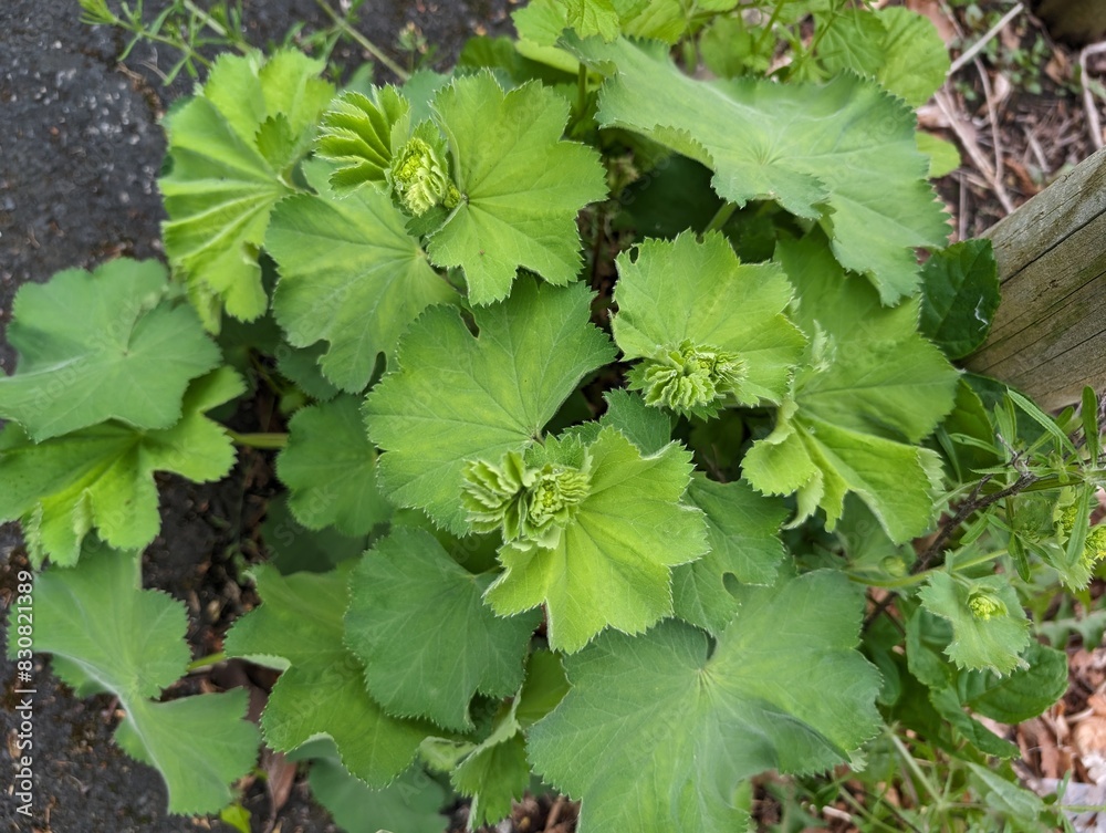 Leaves of Lady's-Mantle (Alchemilla) Leaves of Lady's-Mantle (Alchemilla)