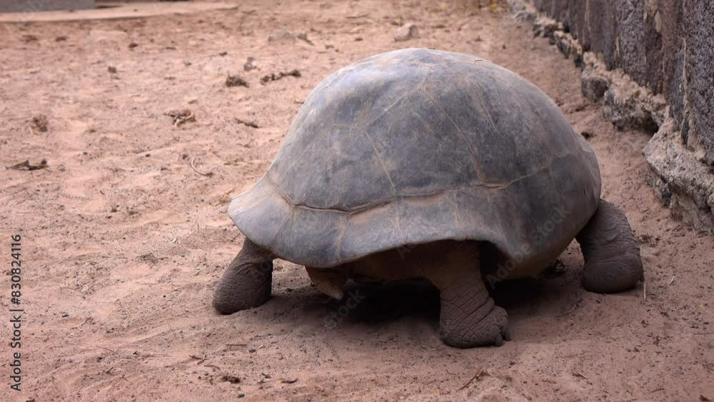 Lockdown Shot Of Giant Tortoise Moving On Sand - Galapagos Islands, Ecuador Lockdown Shot Of Giant Tortoise Moving On Sand - Galapagos Islands, Ecuador