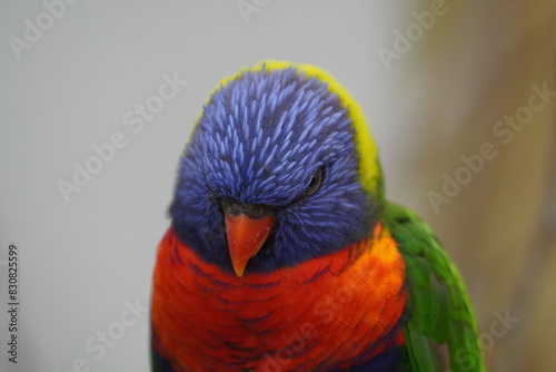 Rainbow lorikeet