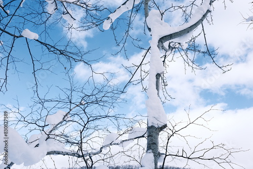 木に積もった雪